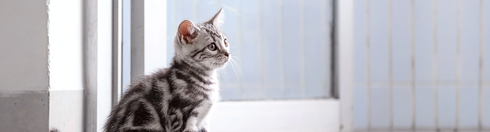 Animal Emergency Clinic of San Diego Animal Emergency Clinic of San Diego