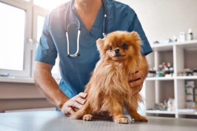 Vaccine Reactions in Dogs: Everything You Should Know Vaccine Reactions in Dogs: Everything You Should Know