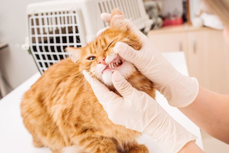 Common Cat Dental Problems Common Cat Dental Problems