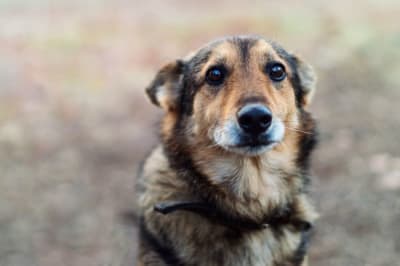 Hookworms in Dogs Hookworms in Dogs