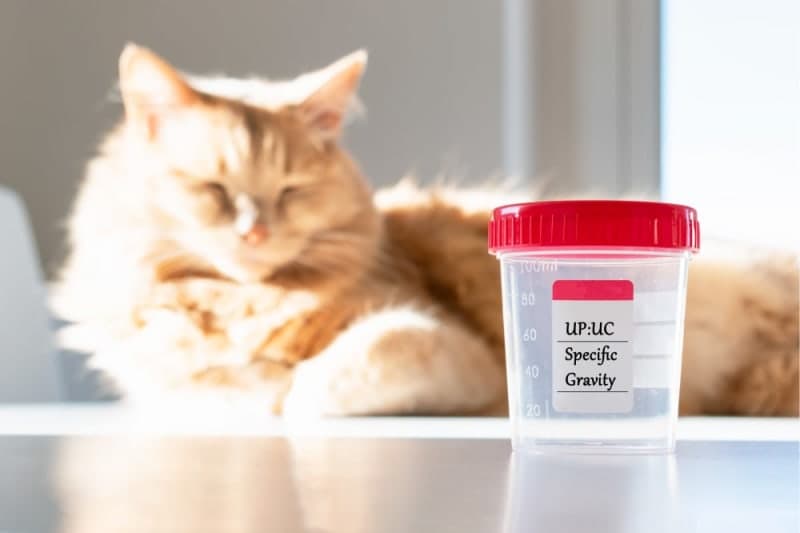 The Importance of Fecal Exams for Dogs and Cats The Importance of Fecal Exams for Dogs and Cats