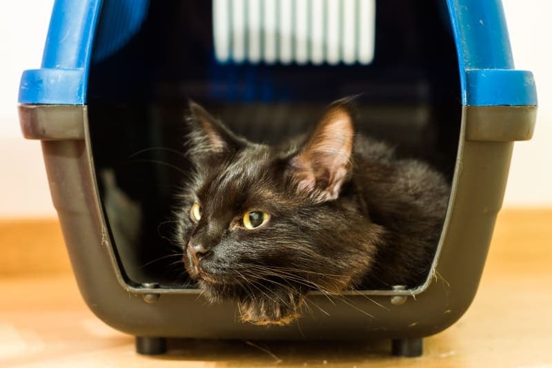 How To Safely Bring Your Cat To The Vet How To Safely Bring Your Cat To The Vet