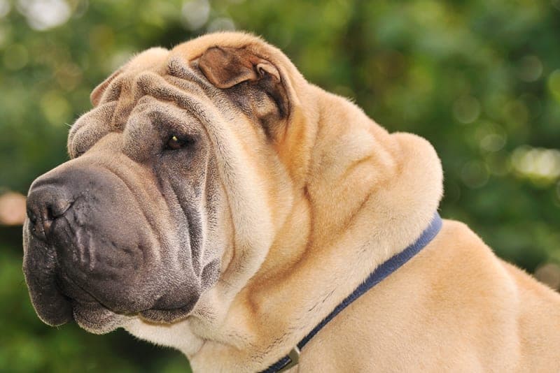 Eye Entropion Surgery for Dogs Eye Entropion Surgery for Dogs