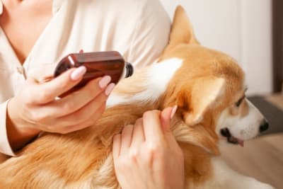 Importance of Parasite Control in Dogs Importance of Parasite Control in Dogs