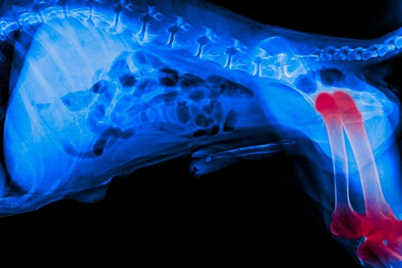 Arthritis in Dogs Arthritis in Dogs