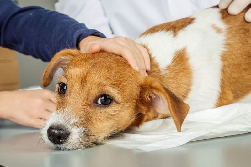 My Dog Ate Gum: Is That Dangerous? My Dog Ate Gum: Is That Dangerous?