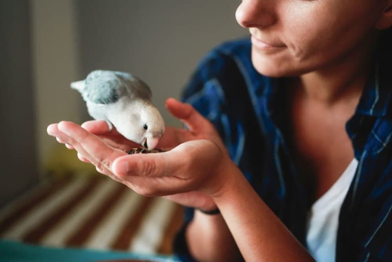 Best Pet Birds for Beginners Best Pet Birds for Beginners