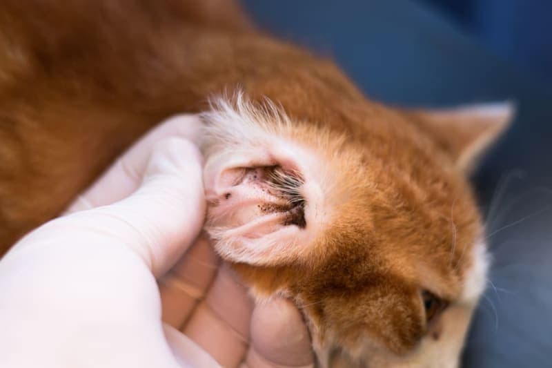 Ear Mites in Cats Ear Mites in Cats