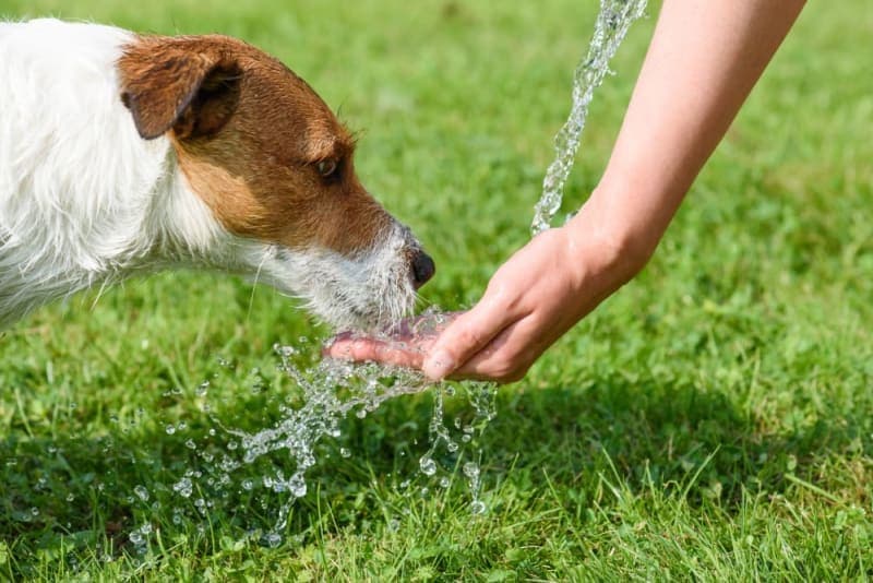 How long can a dog go without water? How long can a dog go without water?