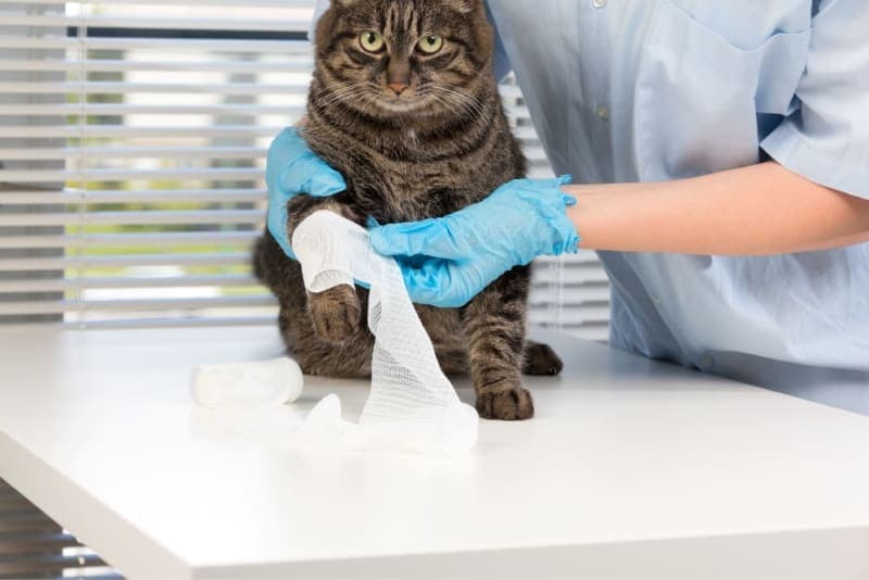 How to Take Care of an Open Cat Wound How to Take Care of an Open Cat Wound