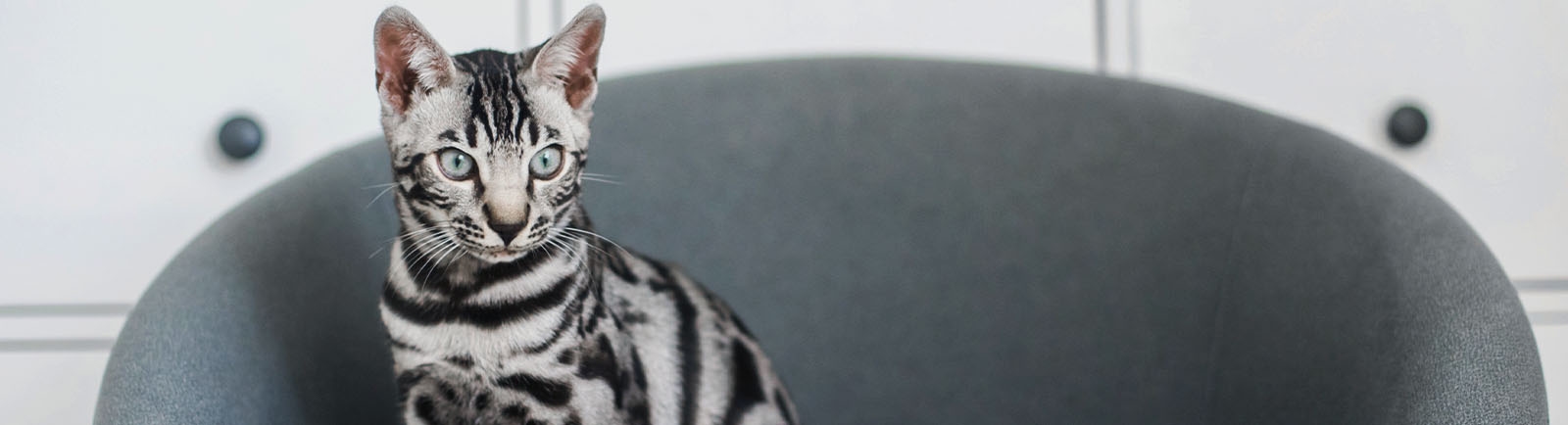 The Pet Hospital (Parkway) The Pet Hospital (Parkway)