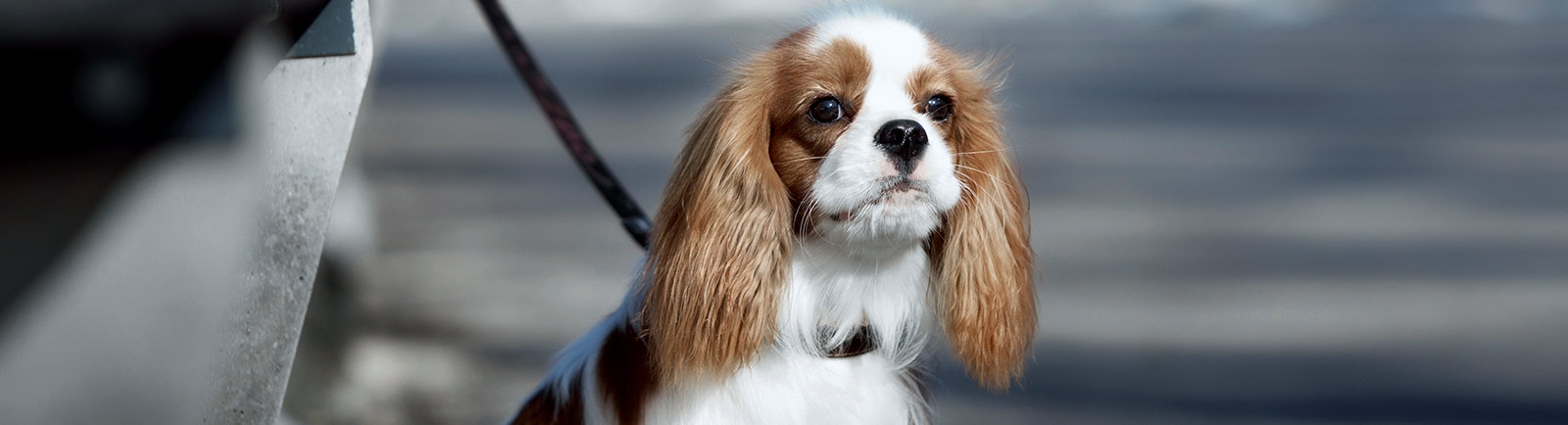 Caring Hands Veterinary Hospital about us hero Caring Hands Veterinary Hospital about us hero