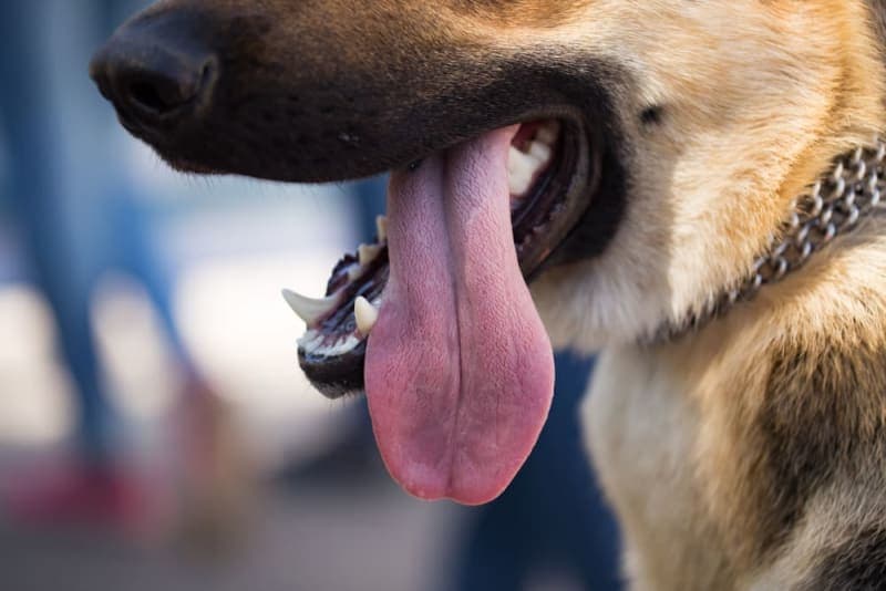 Bad Breath in Dogs: Causes & Remedies Bad Breath in Dogs: Causes & Remedies