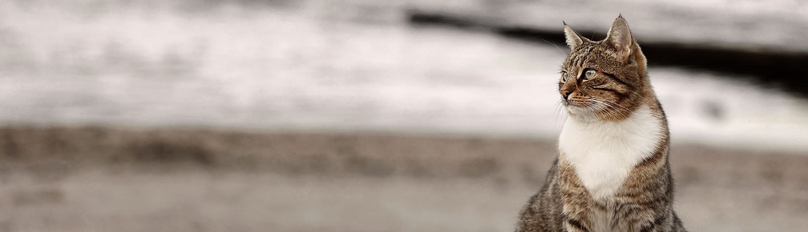 thomasville-veterinary-hospital-banner-3 thomasville-veterinary-hospital-banner-3