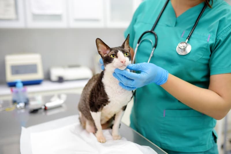 Understanding Blood Tests For Cats Understanding Blood Tests For Cats