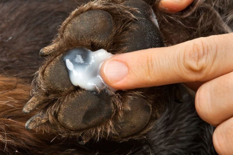 What to Do if my Dog has Cut their Paw Pad What to Do if my Dog has Cut their Paw Pad