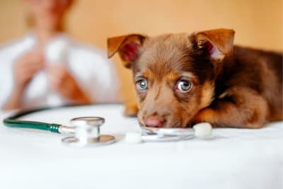 Puppy’s First Vet Visit: Checklist & What to Expect Puppy’s First Vet Visit: Checklist & What to Expect