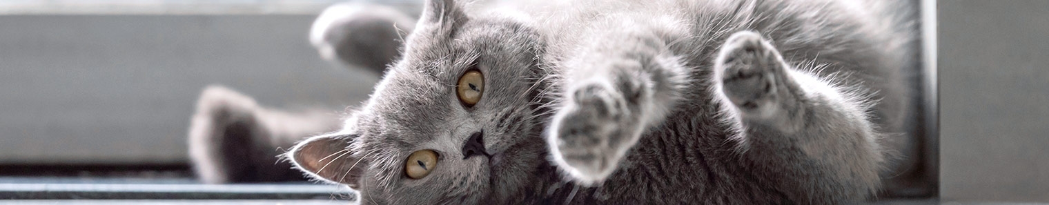 Veterinary Wellness Clinic of Columbia Veterinary Wellness Clinic of Columbia