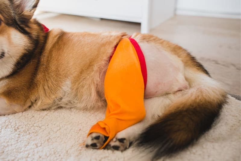 TPLO Surgery in Dogs TPLO Surgery in Dogs