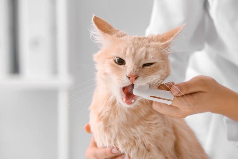 Cat Teeth Cleaning: How to Clean Your Cat's Teeth Cat Teeth Cleaning: How to Clean Your Cat's Teeth