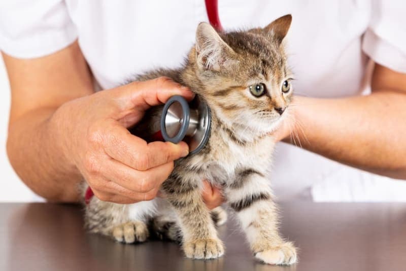 Kitten's First Vet Visit: What to Expect Kitten's First Vet Visit: What to Expect
