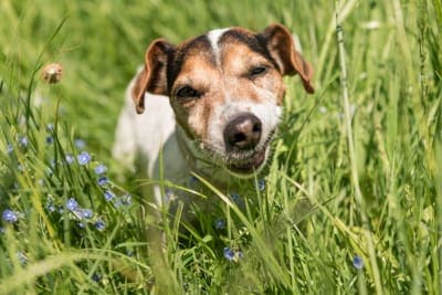 Dogs Eating Grass: Why Do They Do It & Is It Safe? Dogs Eating Grass: Why Do They Do It & Is It Safe?