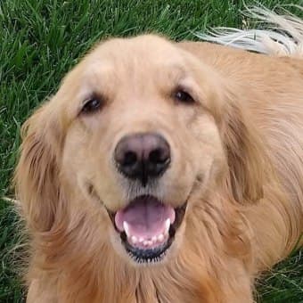 Dr. Elizabeth Campbell Dr. Elizabeth Campbell