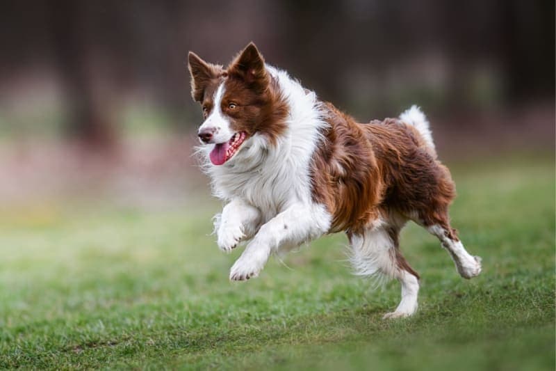 What to Expect When You Attend a Wellness Exam for Your Pet What to Expect When You Attend a Wellness Exam for Your Pet