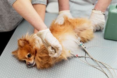 ECG for Pets: When Is It Needed? ECG for Pets: When Is It Needed?