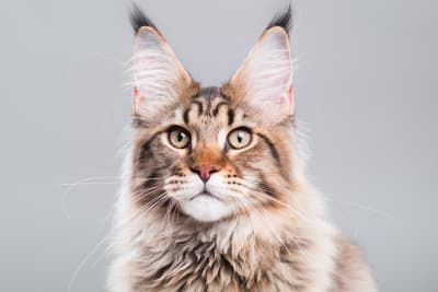 Why are my cat's ears warm? Why are my cat's ears warm?