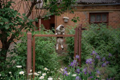 Do I Really Need To Microchip My Cat? Do I Really Need To Microchip My Cat?