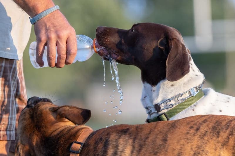 Heatstroke In Dogs: Signs & Symptoms Heatstroke In Dogs: Signs & Symptoms