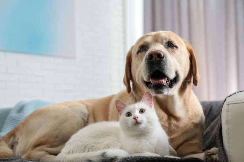 What to Expect from Your Pet's Wellness Exam What to Expect from Your Pet's Wellness Exam
