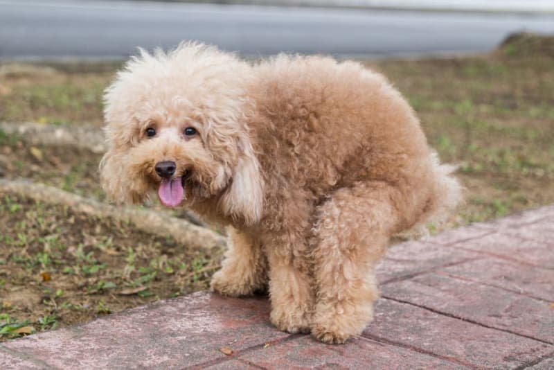 The Importance of Regular Fecal Exams for Pets The Importance of Regular Fecal Exams for Pets