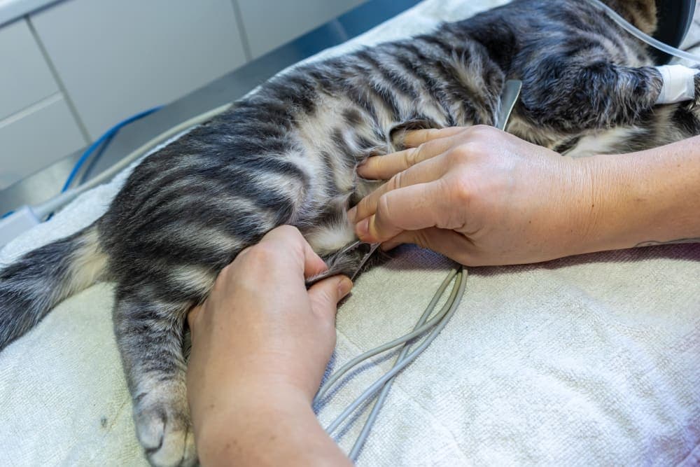 ECG for Pets: When Is It Needed? ECG for Pets: When Is It Needed?
