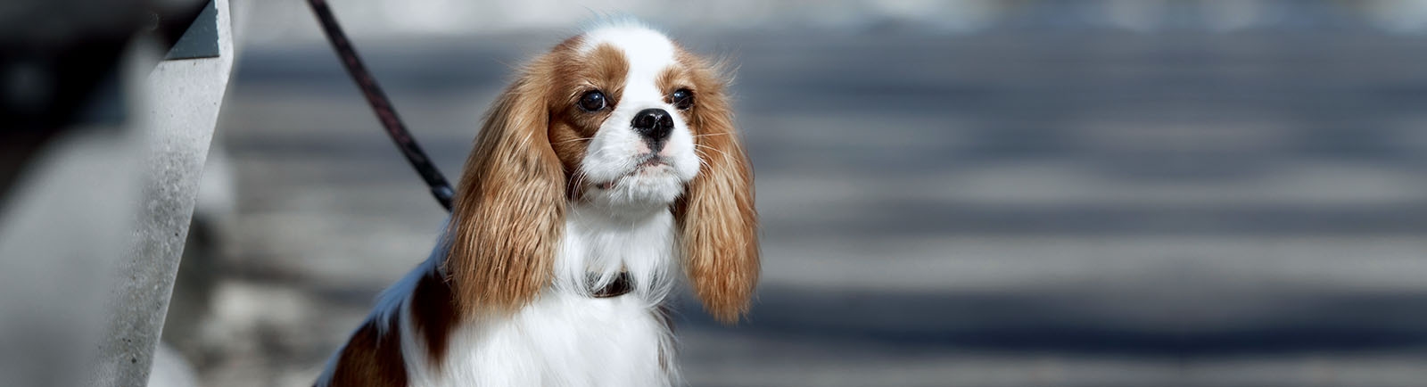 Downtown Animal Care Cente Downtown Animal Care Cente