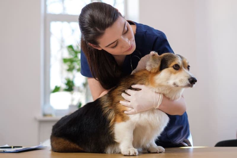 Dog Kidney Failure: Treatment & Recovery Dog Kidney Failure: Treatment & Recovery