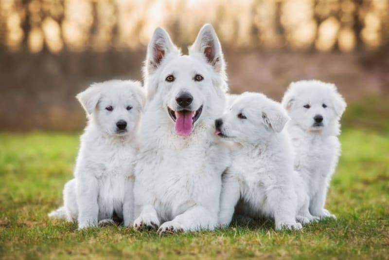 C-Section for Dogs: Everything You Should Know C-Section for Dogs: Everything You Should Know