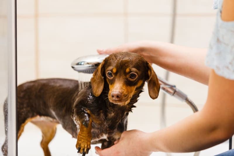 How Often Should I Bathe My Dog? How Often Should I Bathe My Dog?