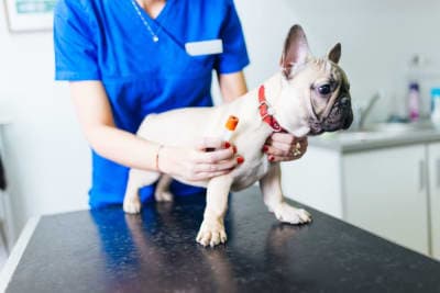 Understanding Blood Tests for Dogs Understanding Blood Tests for Dogs