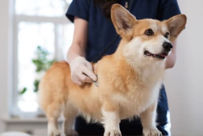 Hookworm in Dogs: Signs, Treatment & Prevention Hookworm in Dogs: Signs, Treatment & Prevention