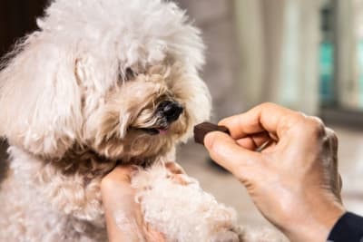 Importance of Parasite Control in Dogs Importance of Parasite Control in Dogs