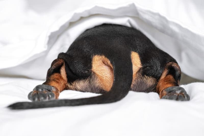 What is inflammatory bowel disease in dogs? What is inflammatory bowel disease in dogs?