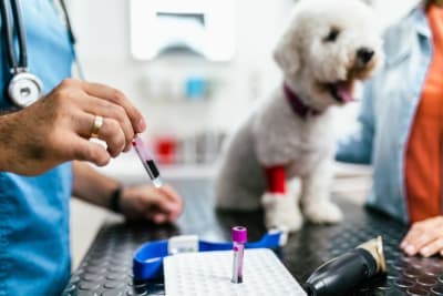 Understanding Blood Tests for Dogs Understanding Blood Tests for Dogs