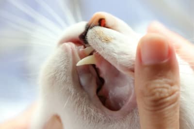 Gingivitis in Cats: Causes, Symptoms, & Treatment Gingivitis in Cats: Causes, Symptoms, & Treatment