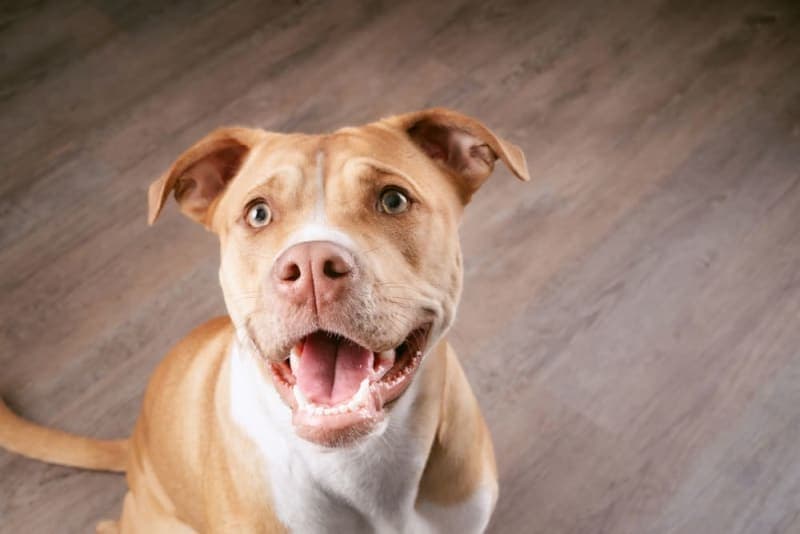 Heavy Breathing in Dogs Heavy Breathing in Dogs