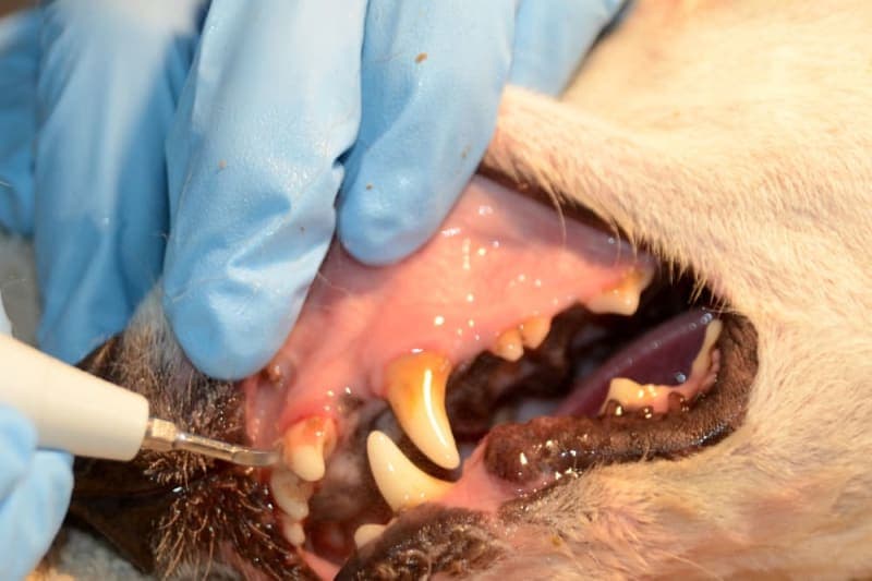 Common Dental Problems in Dogs Common Dental Problems in Dogs