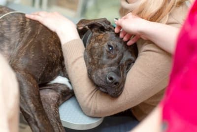 Dog Behavior Change After Vaccination Dog Behavior Change After Vaccination