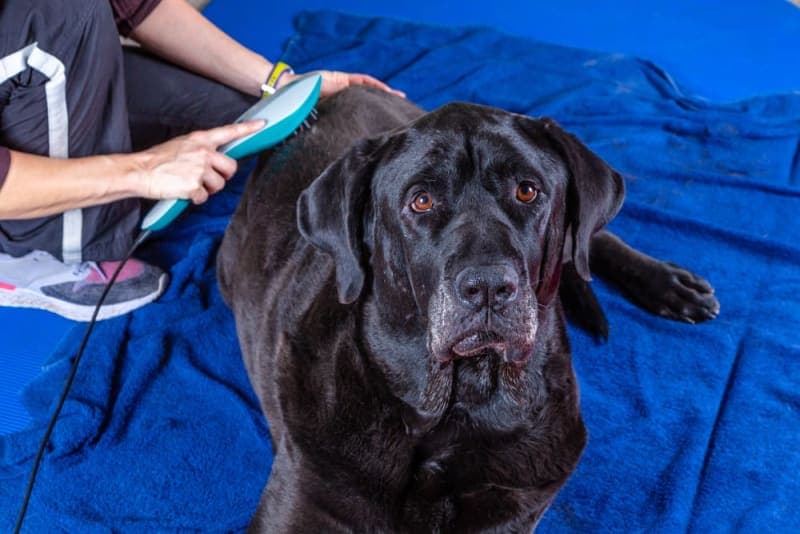 What Is Veterinary Cold Laser Therapy? What Is Veterinary Cold Laser Therapy?
