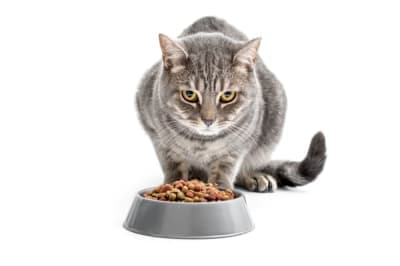 Most Common Cat Food Allergies Most Common Cat Food Allergies